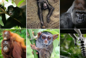Over half of world`s wild primate species face extinction, report reveals 